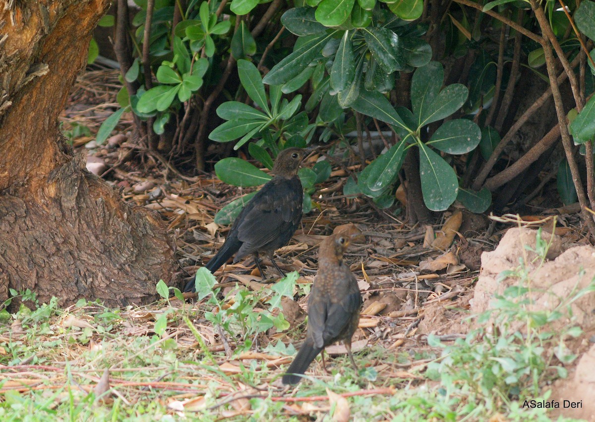 Eurasian Blackbird - ML288050171