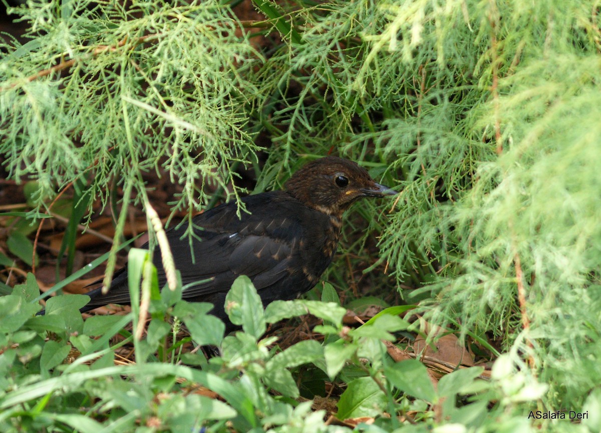 Eurasian Blackbird - ML288050191