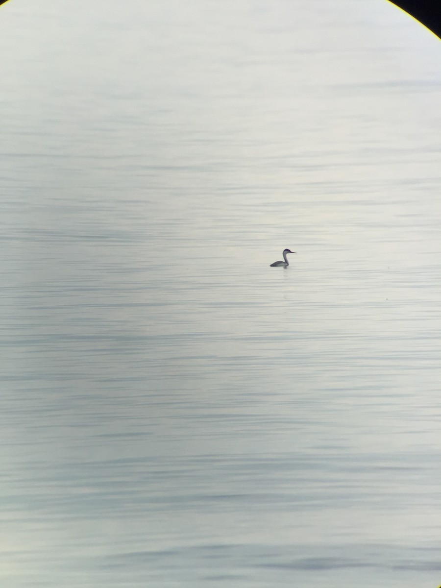 Western Grebe - ML288051681