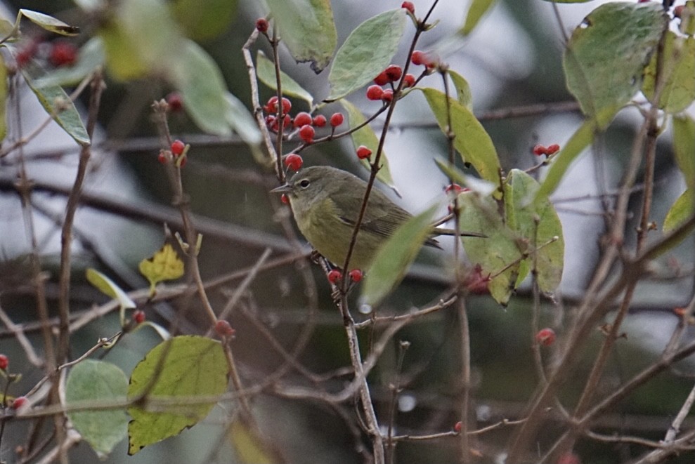 Orange-crowned Warbler - ML288051771