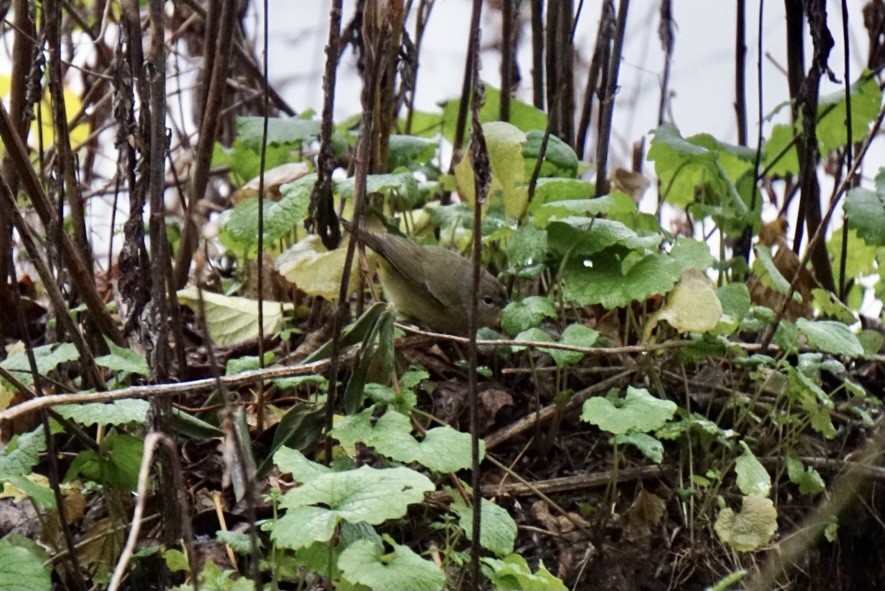 Orange-crowned Warbler - ML288051781