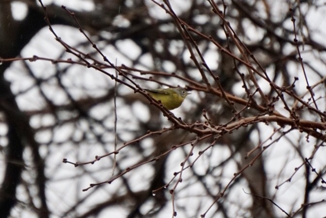 Nashville Warbler - ML288052301