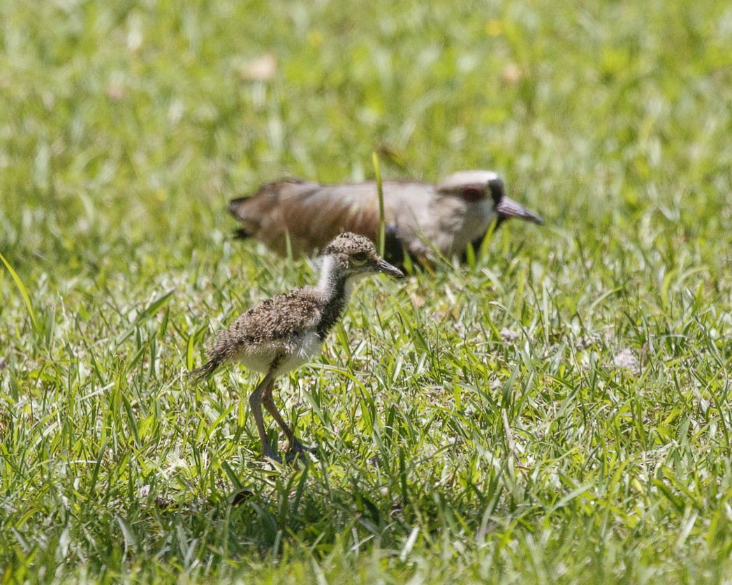 Southern Lapwing - ML288052341