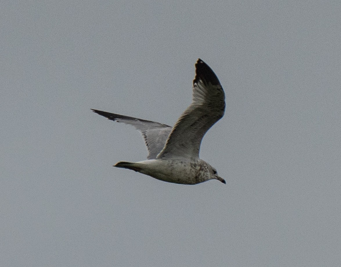 Herring Gull - ML288052491