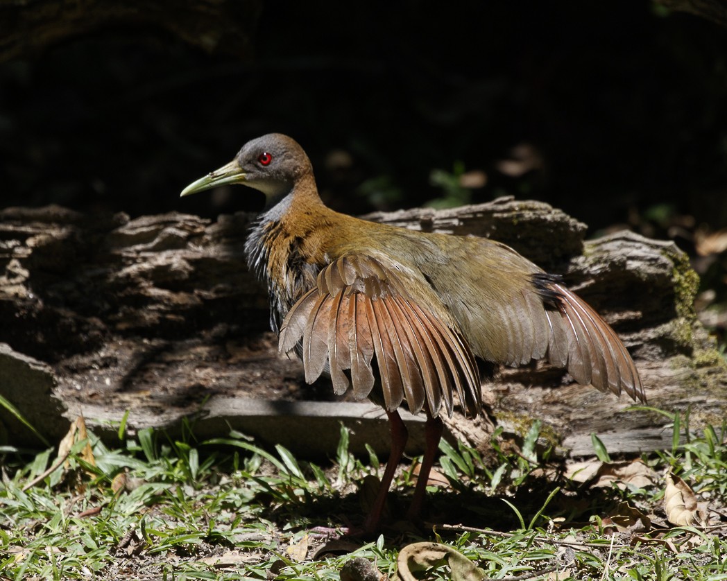 Slaty-breasted Wood-Rail - ML288053041