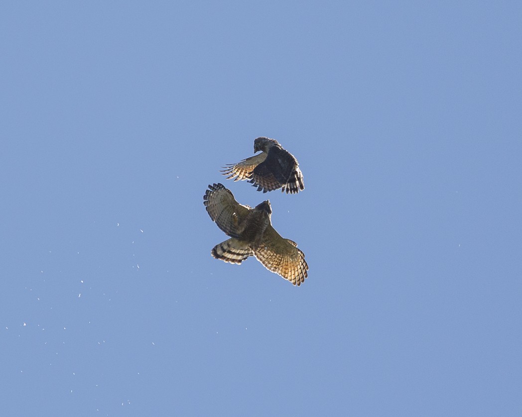 Roadside Hawk - ML288053201