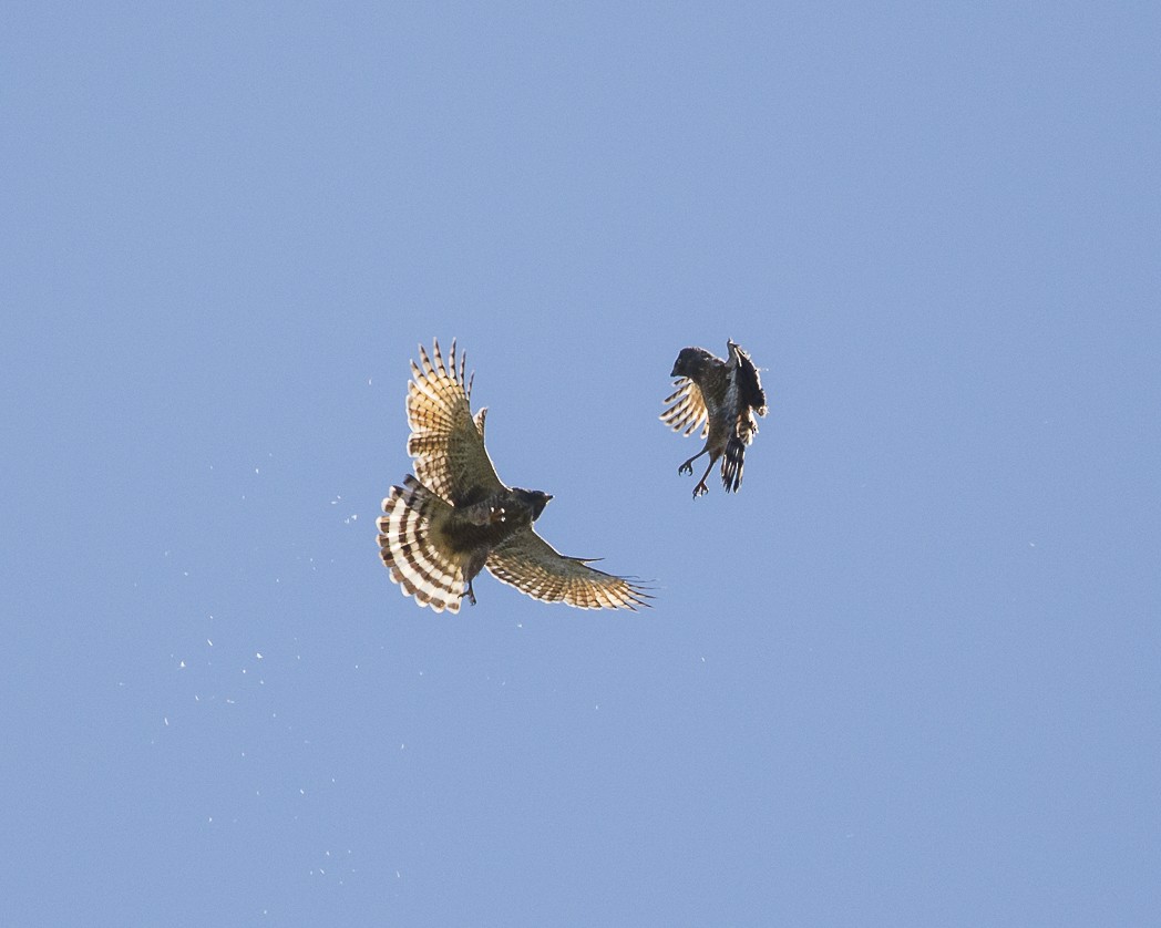 Roadside Hawk - ML288053211