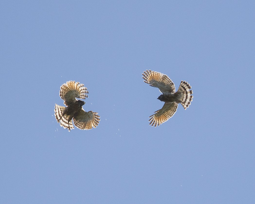 Roadside Hawk - ML288053221