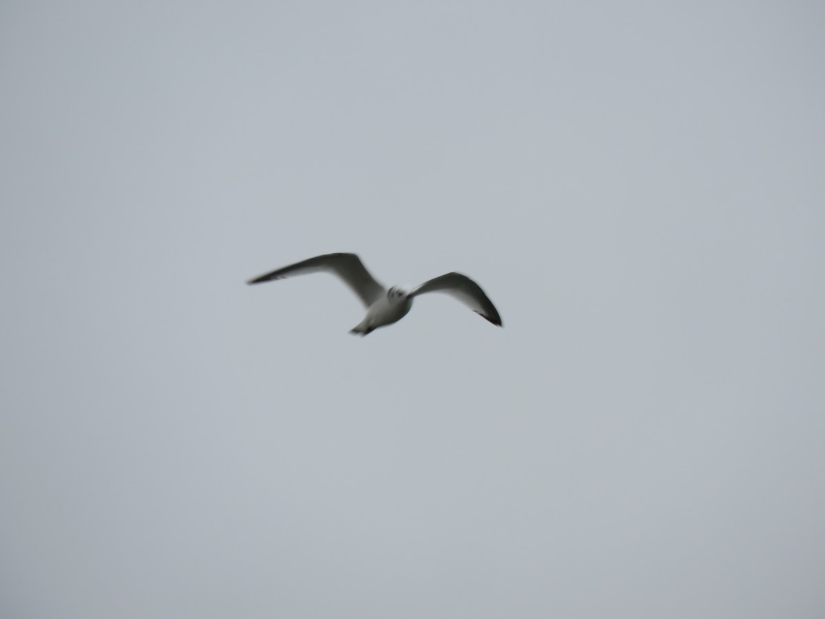 Black-legged Kittiwake (tridactyla) - Patricia and Richard Williams