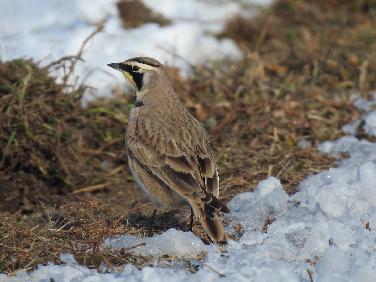 Horned Lark - ML288056331