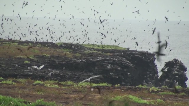 Paíño de Galápagos - ML288056571