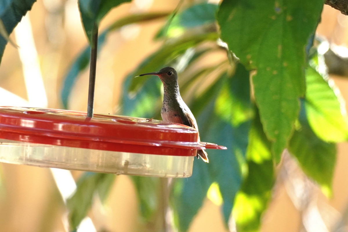 Buff-bellied Hummingbird - Karen Stanmore