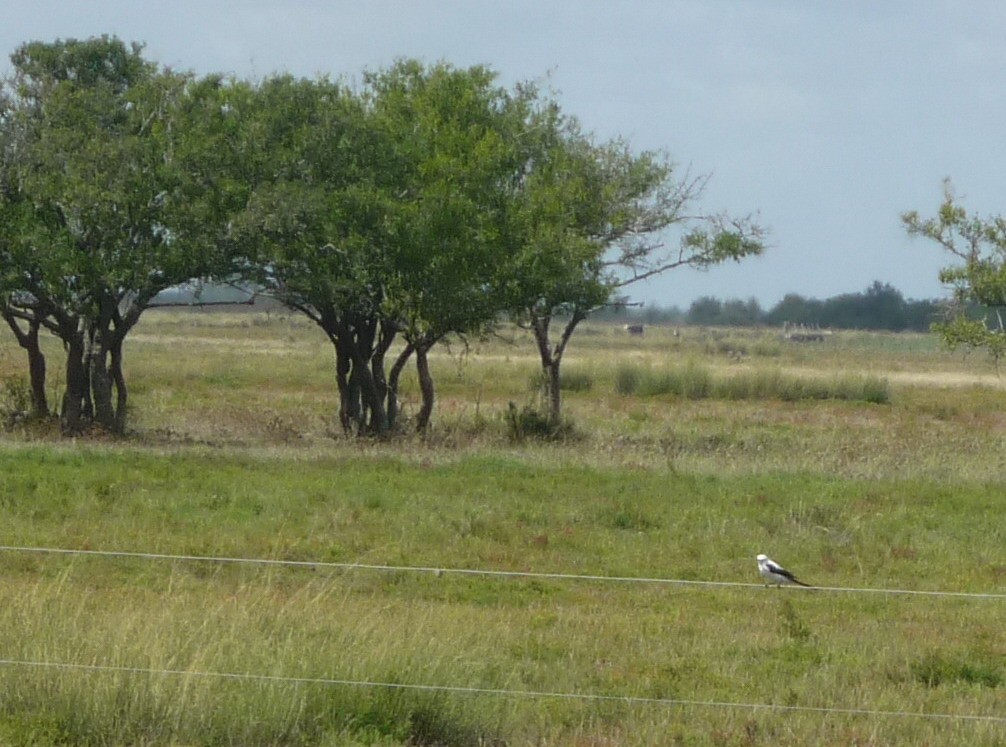 オグロシロタイランチョウ - ML288057101