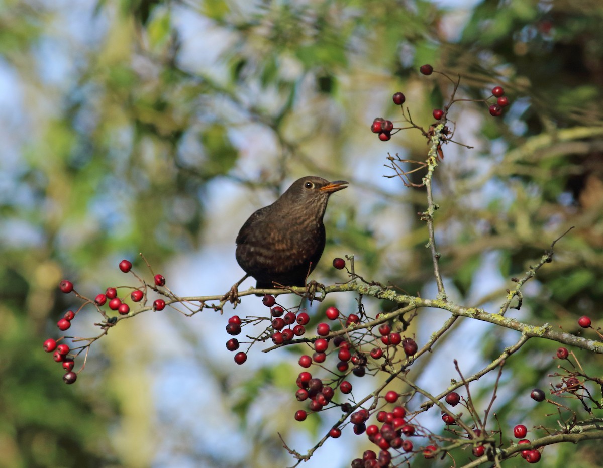 Eurasian Blackbird - Andrew Steele