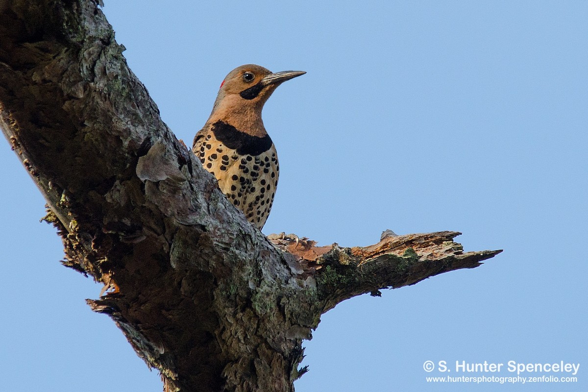 Northern Flicker - ML28805821