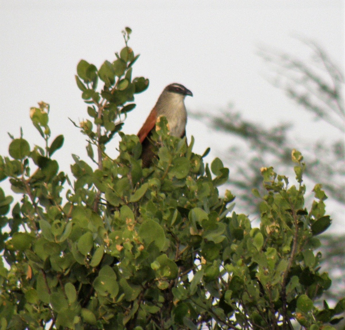 White-browed Coucal - ML288058981