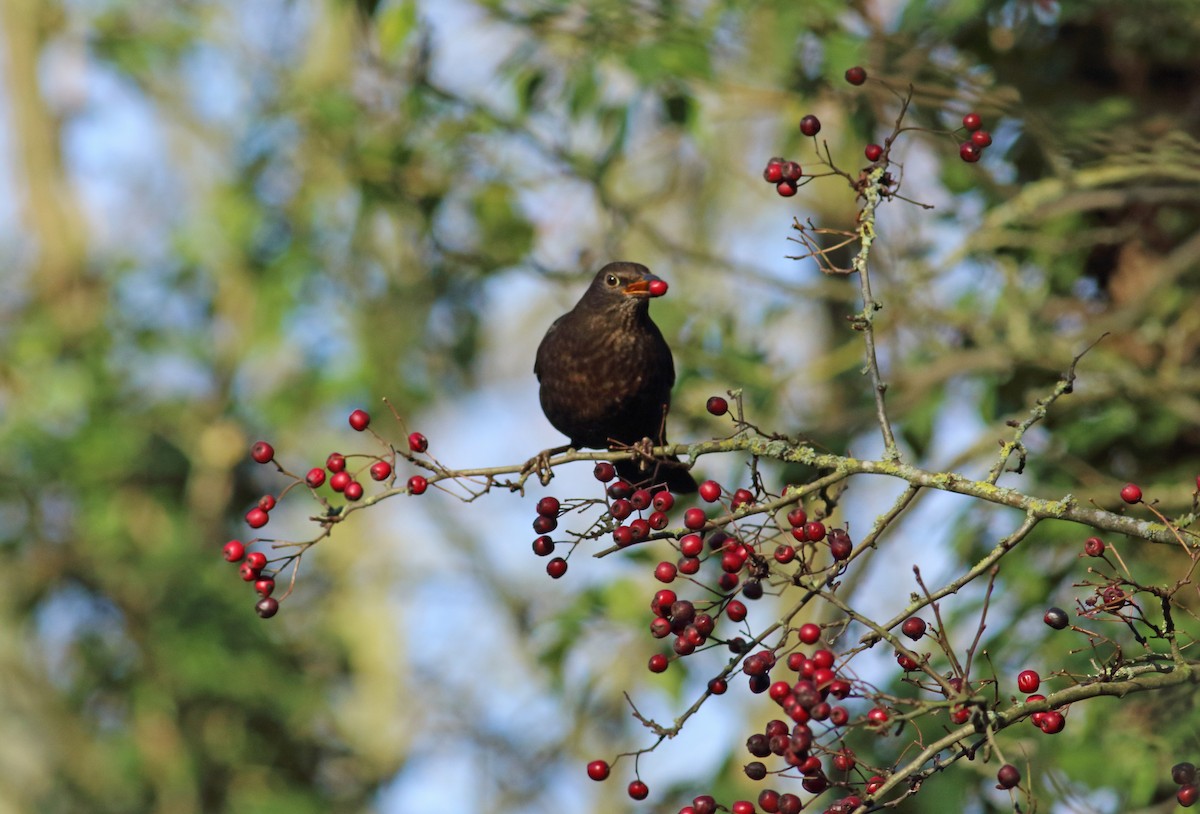 Eurasian Blackbird - ML288059251