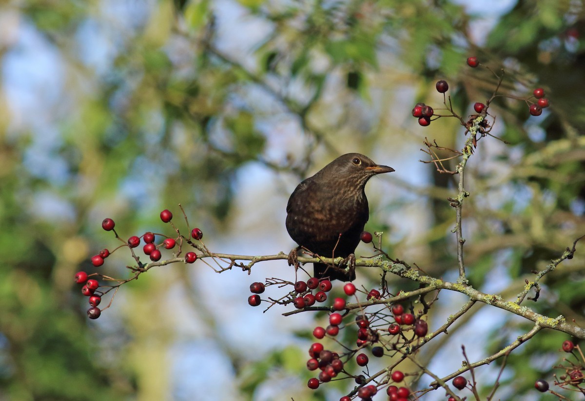 Eurasian Blackbird - Andrew Steele