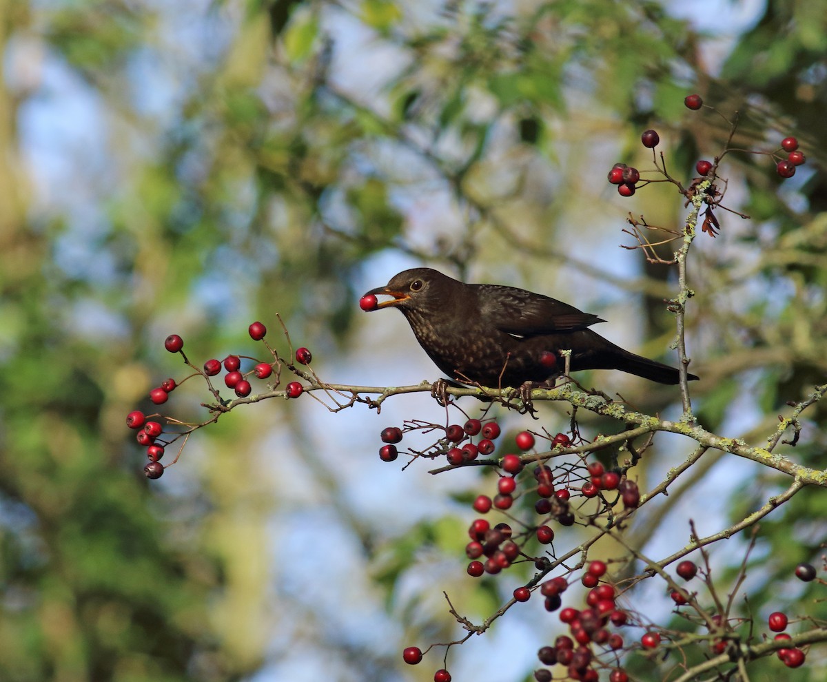 Eurasian Blackbird - Andrew Steele