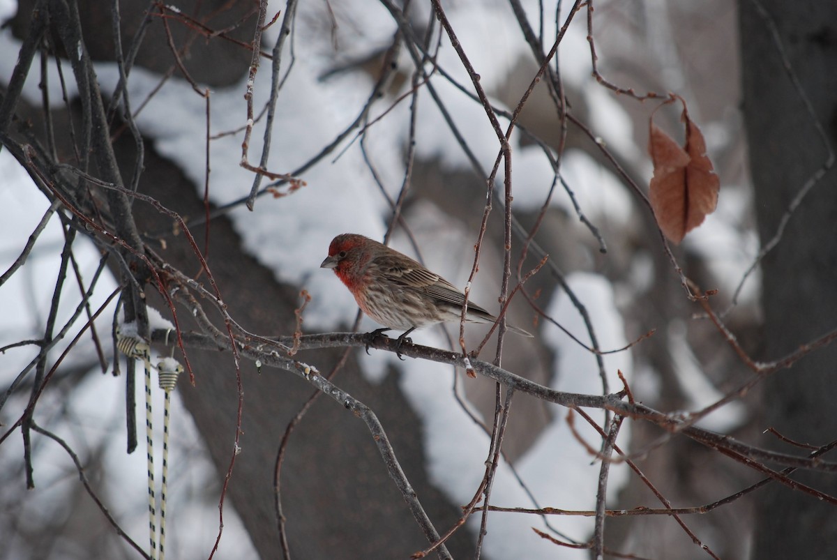 House Finch - ML288060941