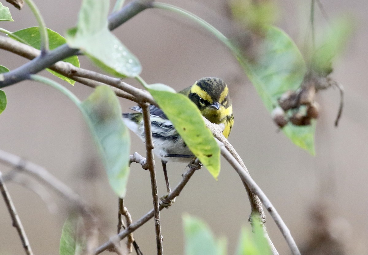 Townsend's Warbler - ML288061881