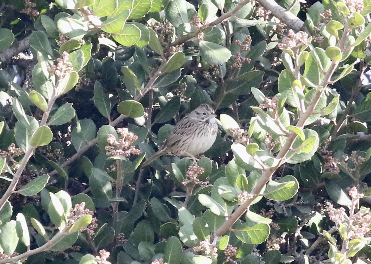 Lincoln's Sparrow - ML288061891