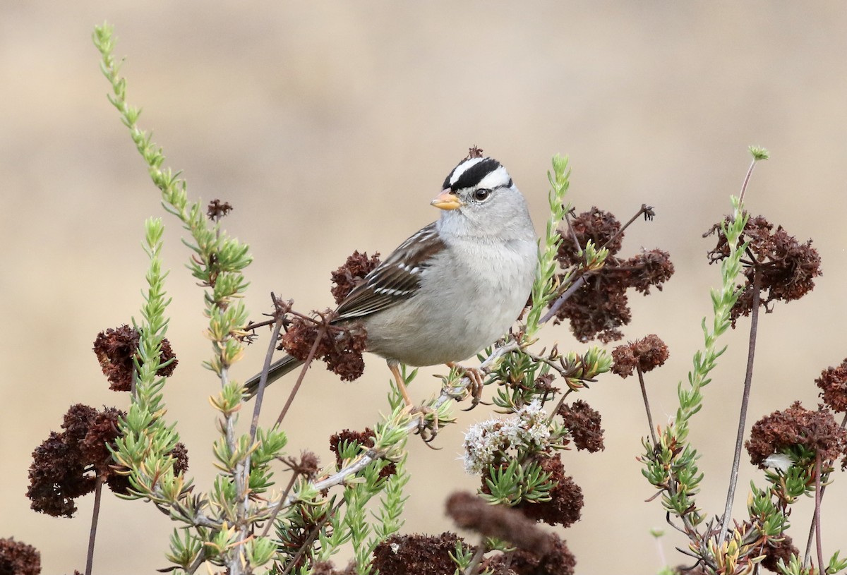 White-crowned Sparrow - ML288061921