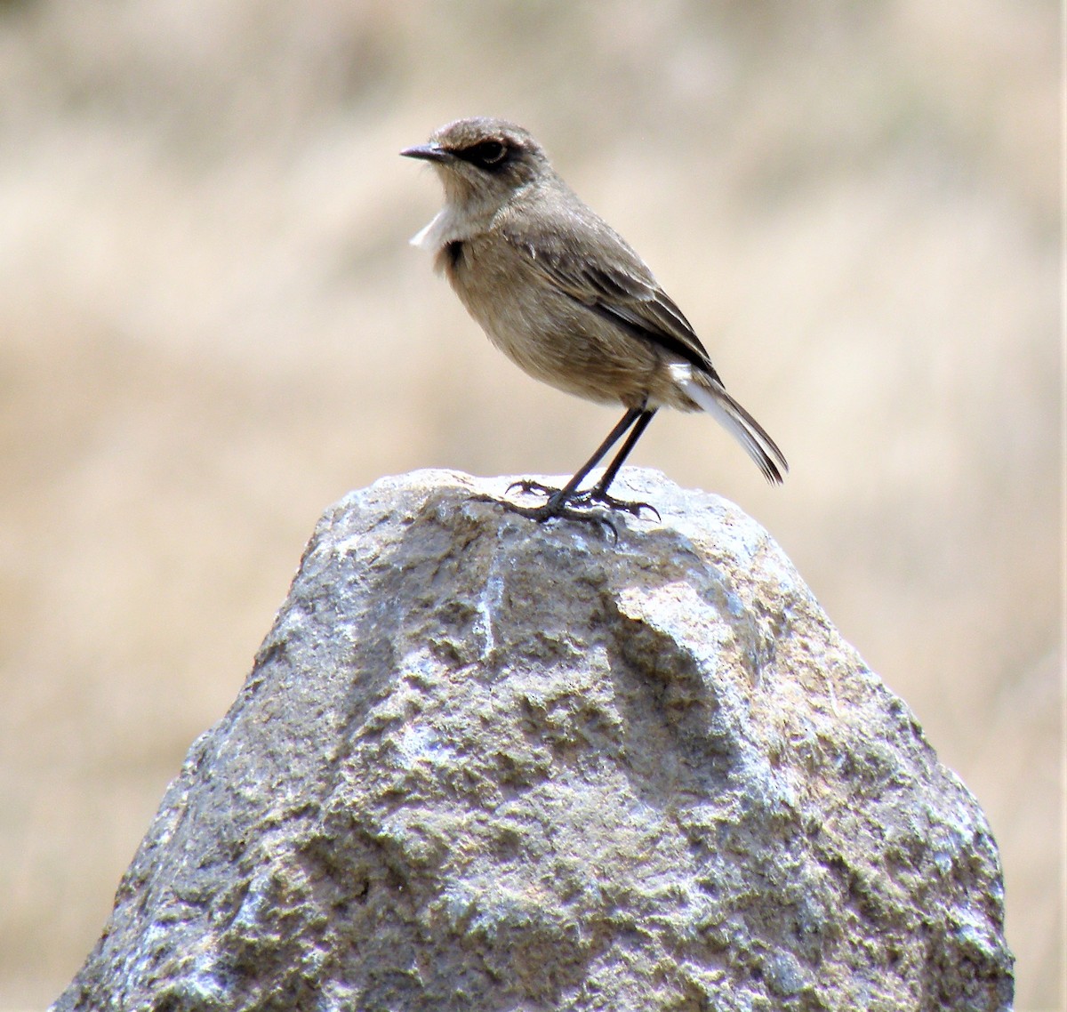 Moorland Chat - Carmelo de Dios