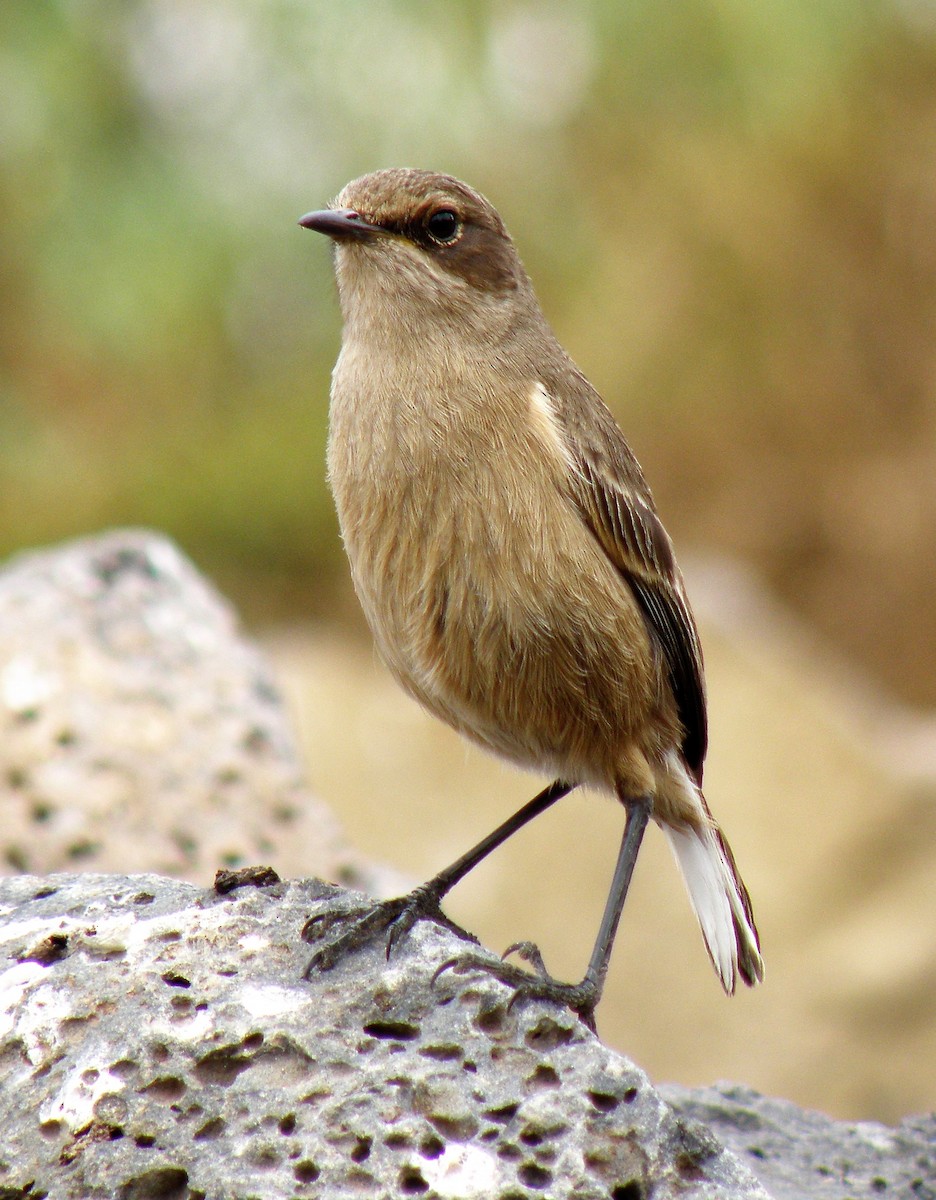 Moorland Chat - Carmelo de Dios