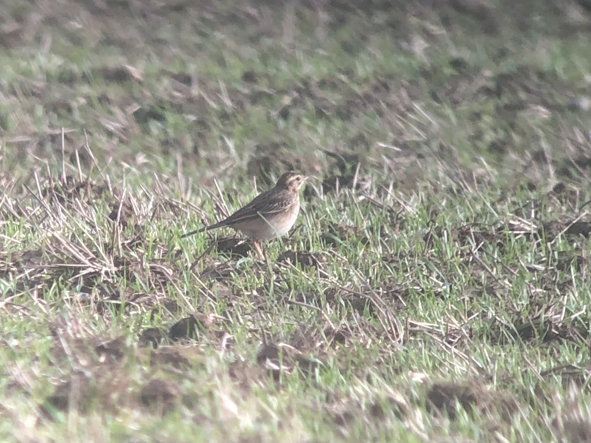 Richard's Pipit - David Campbell