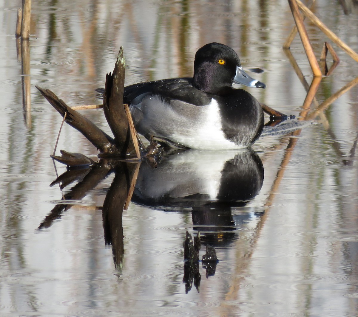 Ring-necked Duck - ML288064931