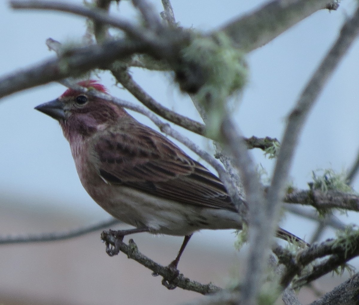 Cassin's Finch - ML288065361