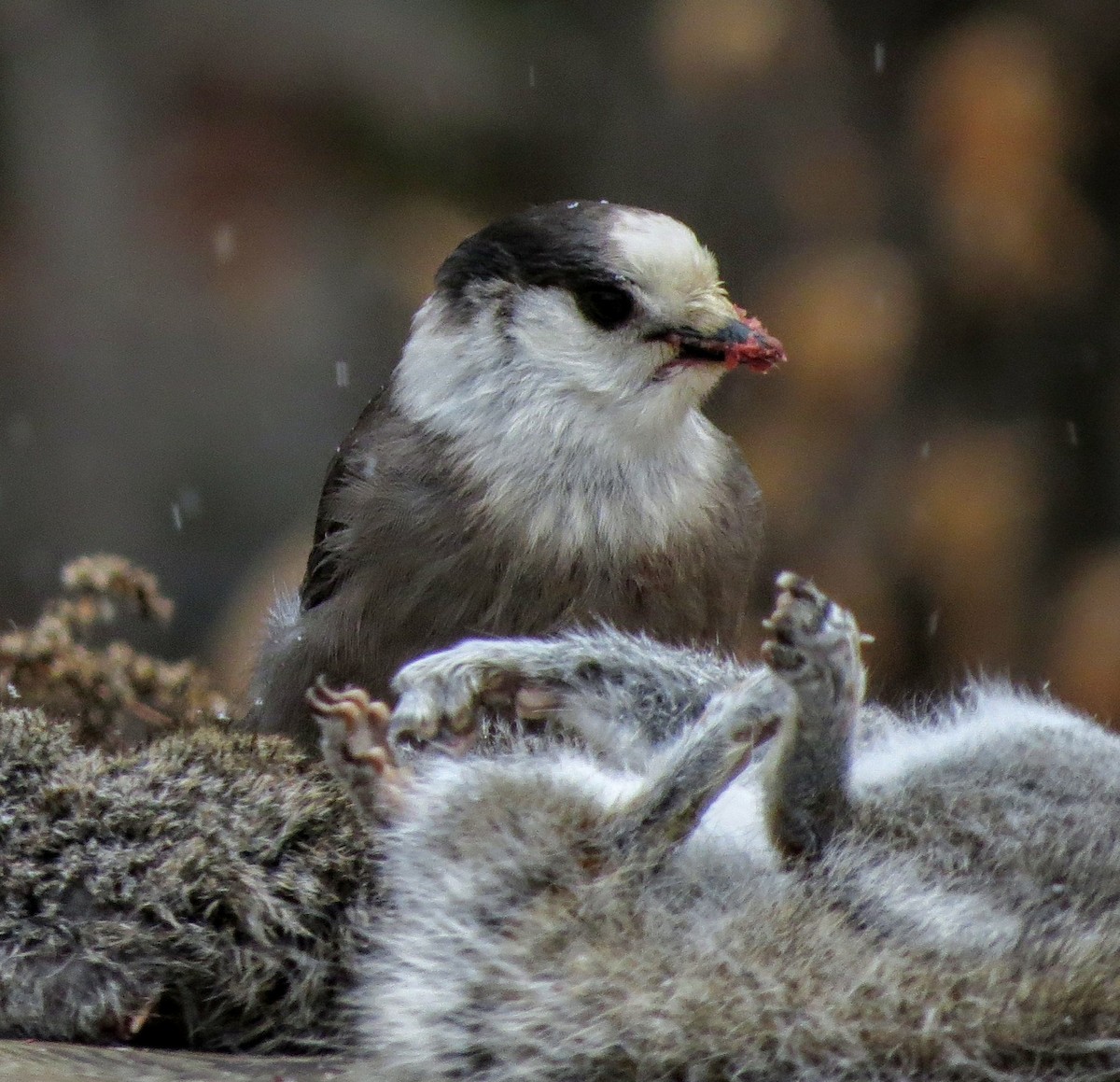 Canada Jay - ML288065391