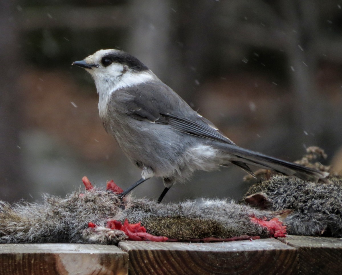 Canada Jay - ML288065421