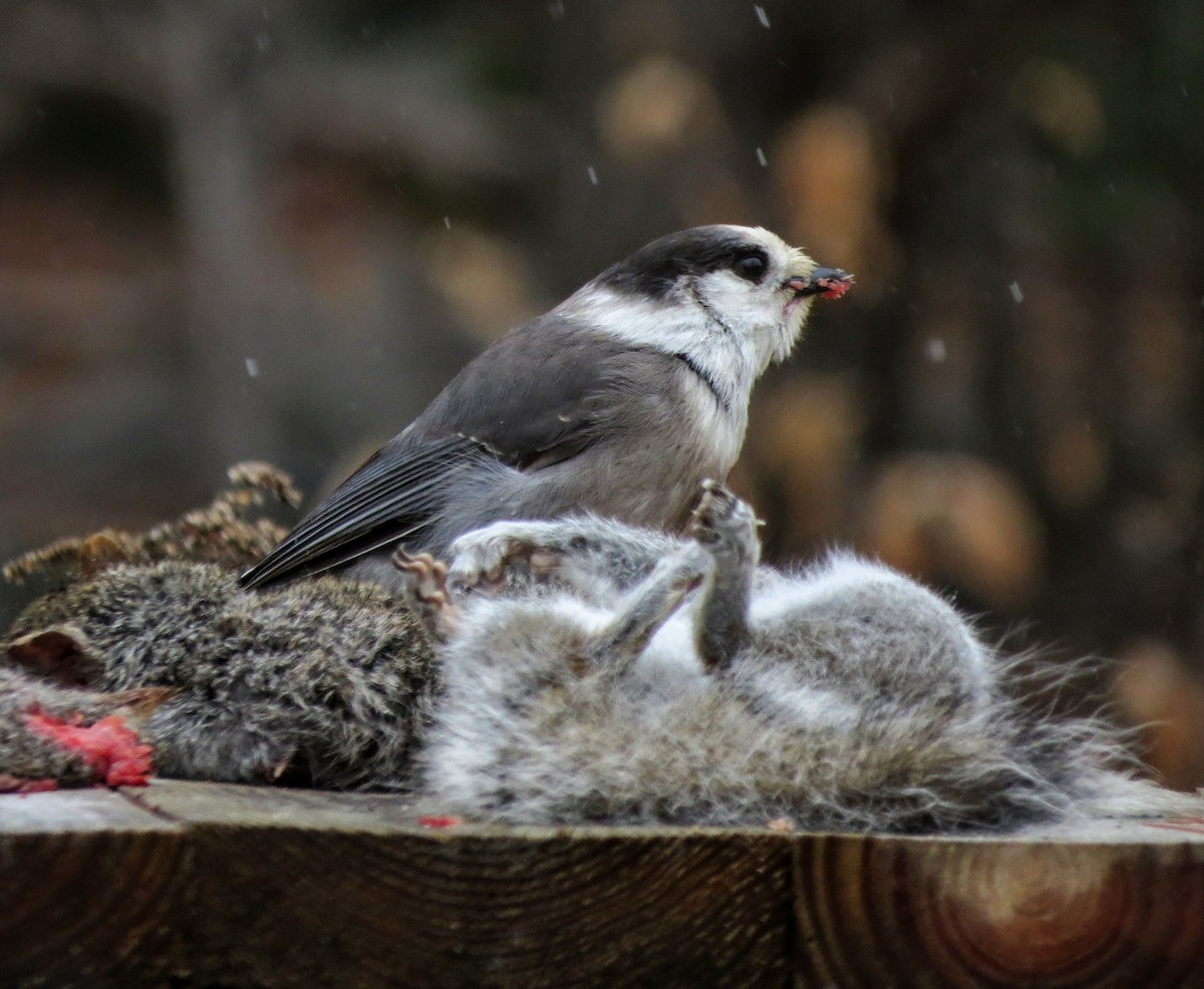 Canada Jay - ML288065431