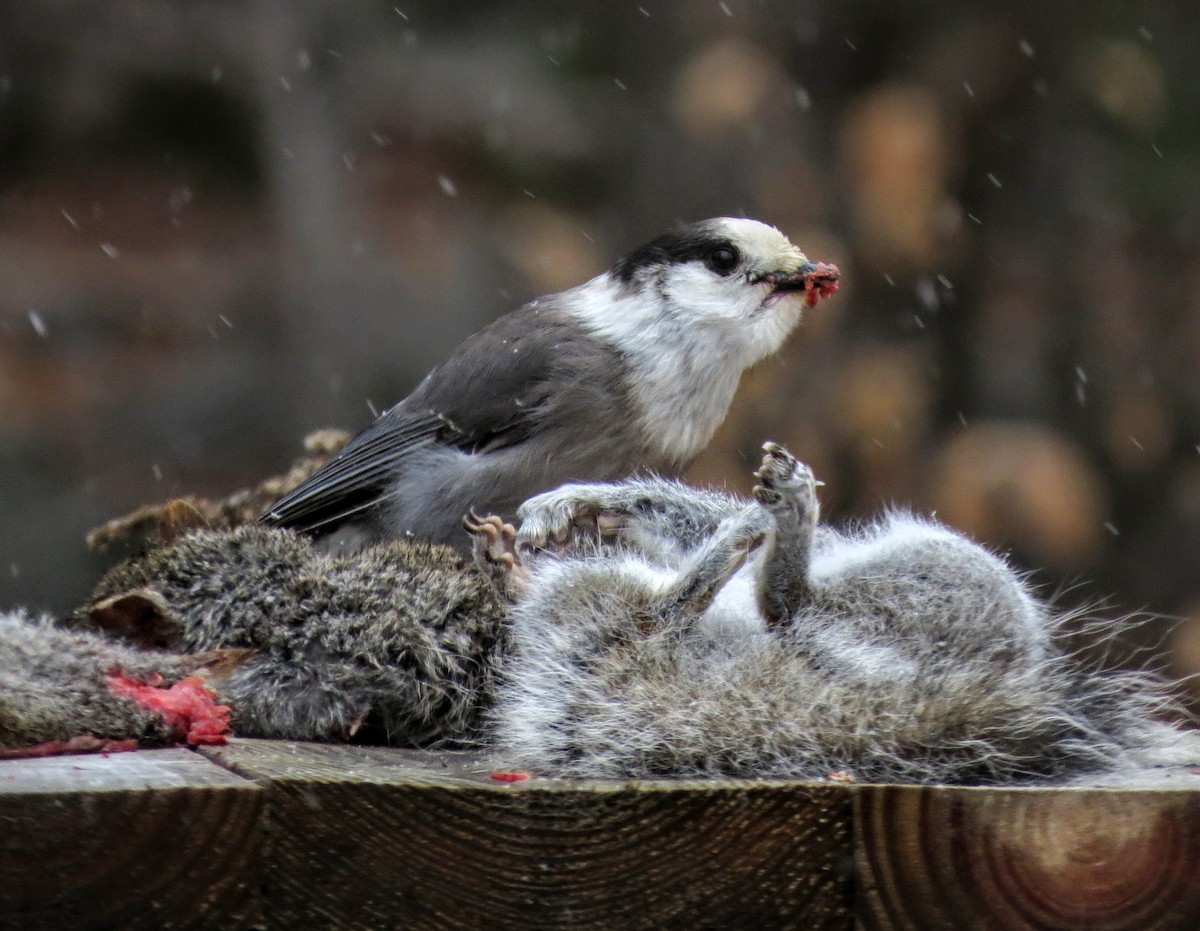 Canada Jay - ML288065461