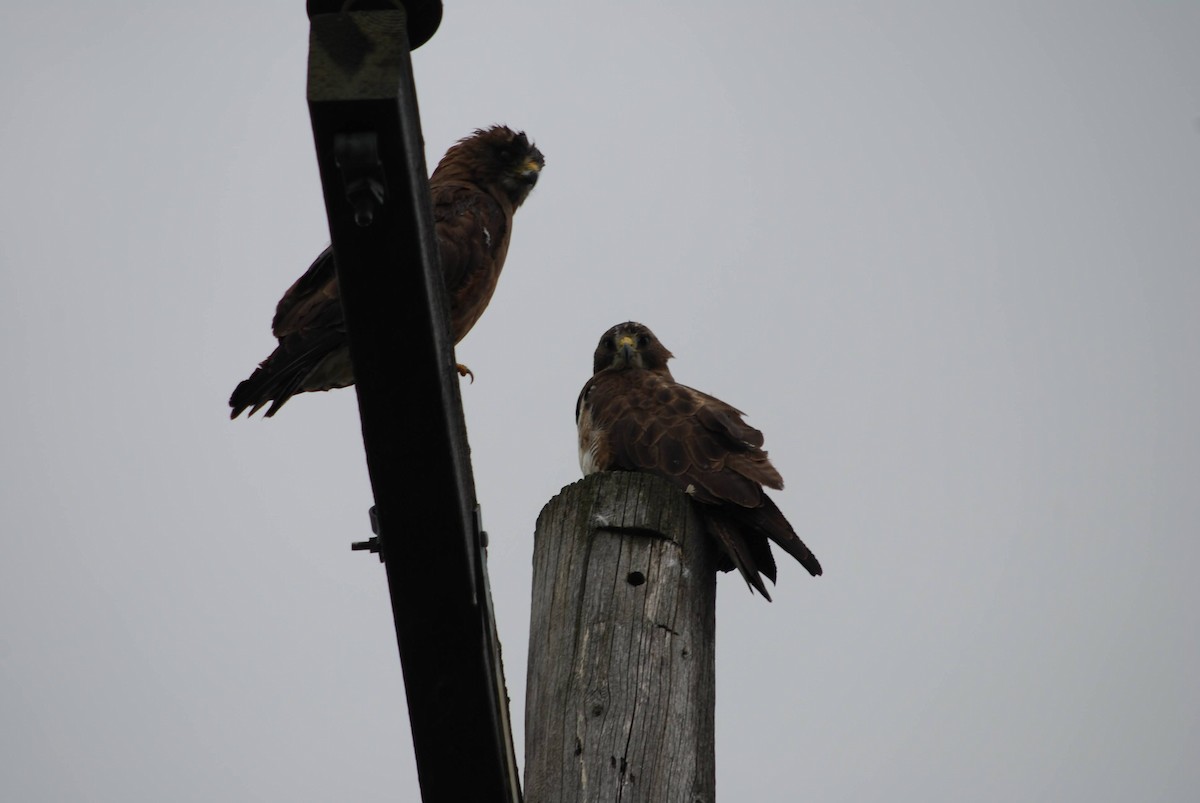 Swainson's Hawk - Anonymous