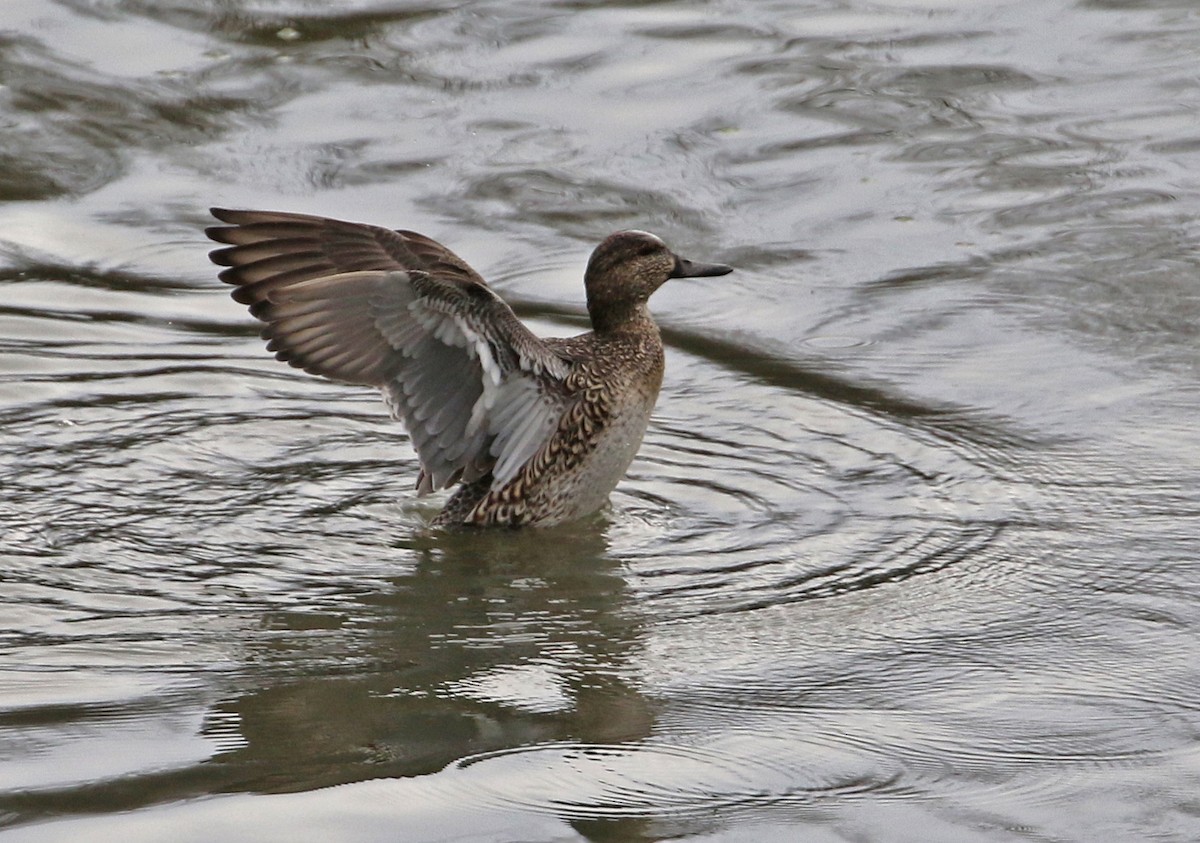 Green-winged Teal - ML288068311