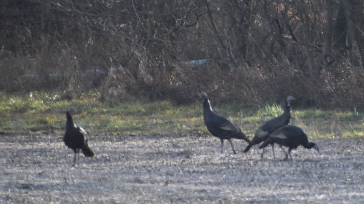 Wild Turkey - ML288068411