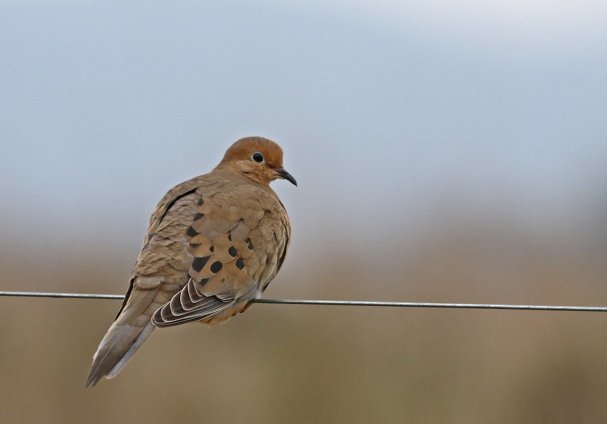 Mourning Dove - ML288069631