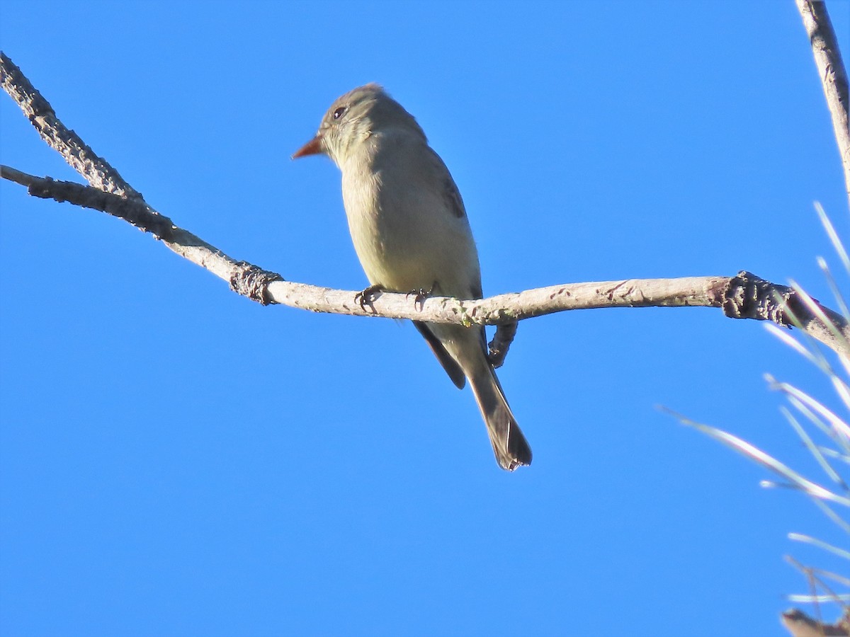 Greater Pewee - ML288070051