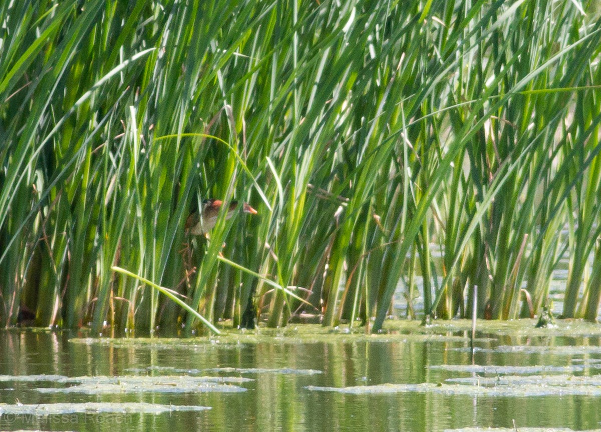 Least Bittern - ML28807161