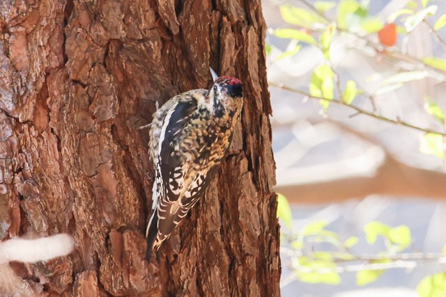 Yellow-bellied Sapsucker - ML288073381