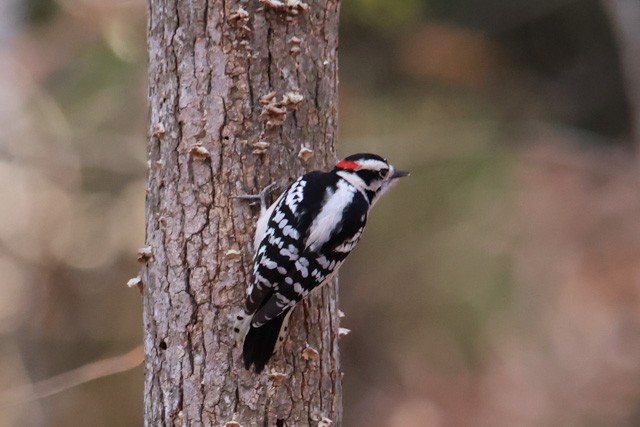 Downy Woodpecker - ML288073431
