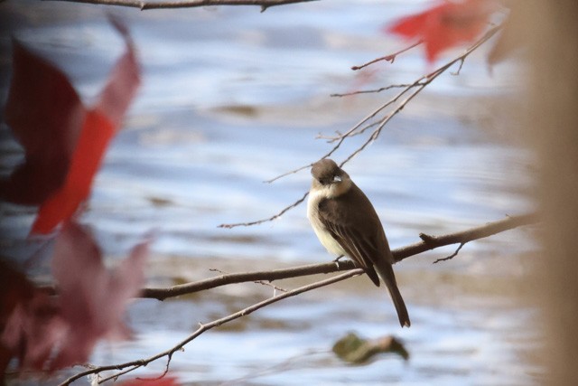 Eastern Phoebe - ML288073451