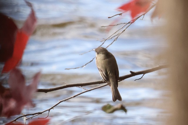 Eastern Phoebe - ML288073461