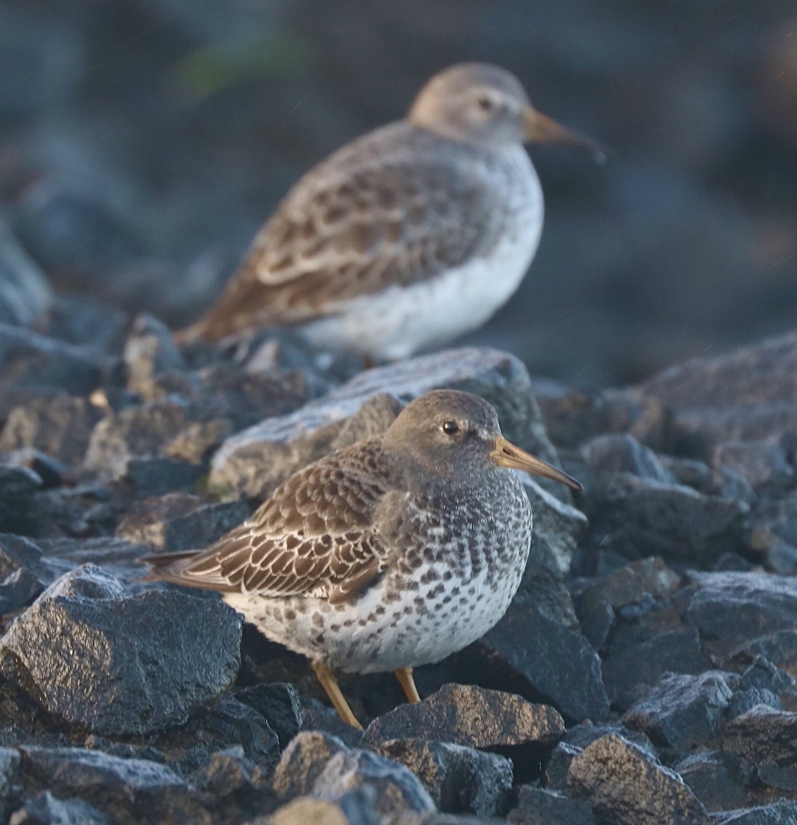 Rock Sandpiper - ML288073781