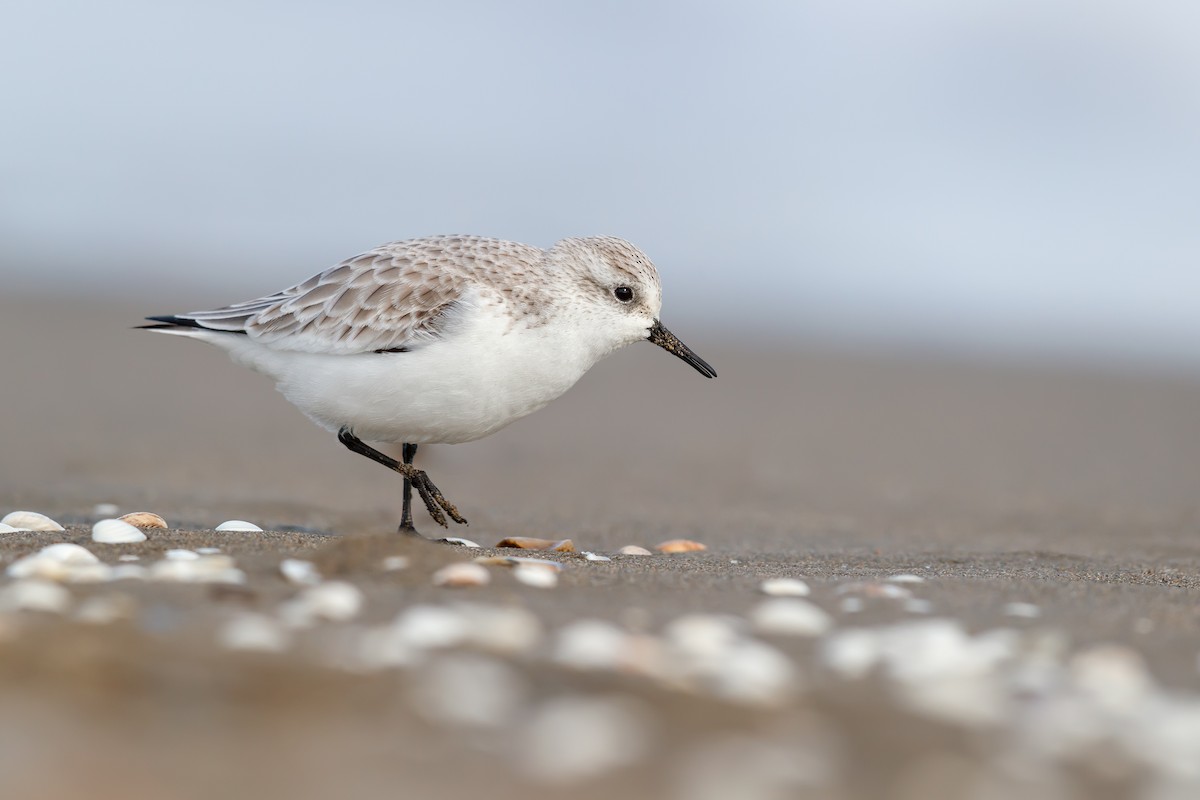 Sanderling - ML288073971