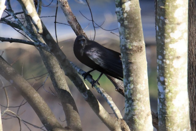 American Crow - ML288074041