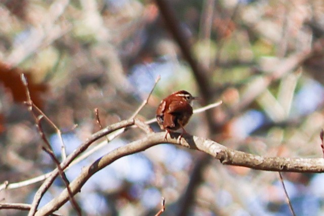 Carolina Wren - ML288074241